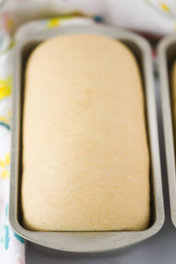 A loaf pan with honey wheat bread dough rising and ready to bake. whole wheat recipe. Homemade whole wheat bread recipe.