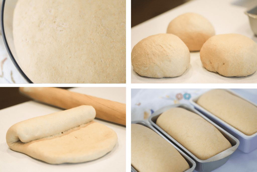 Four photos of bread dough in the bowl, three portions of dough, the dough being rolled up and shaped and the dough inside three loaf pans. White vs wheat bread, wheat white bread, whole wheat homemade bread.